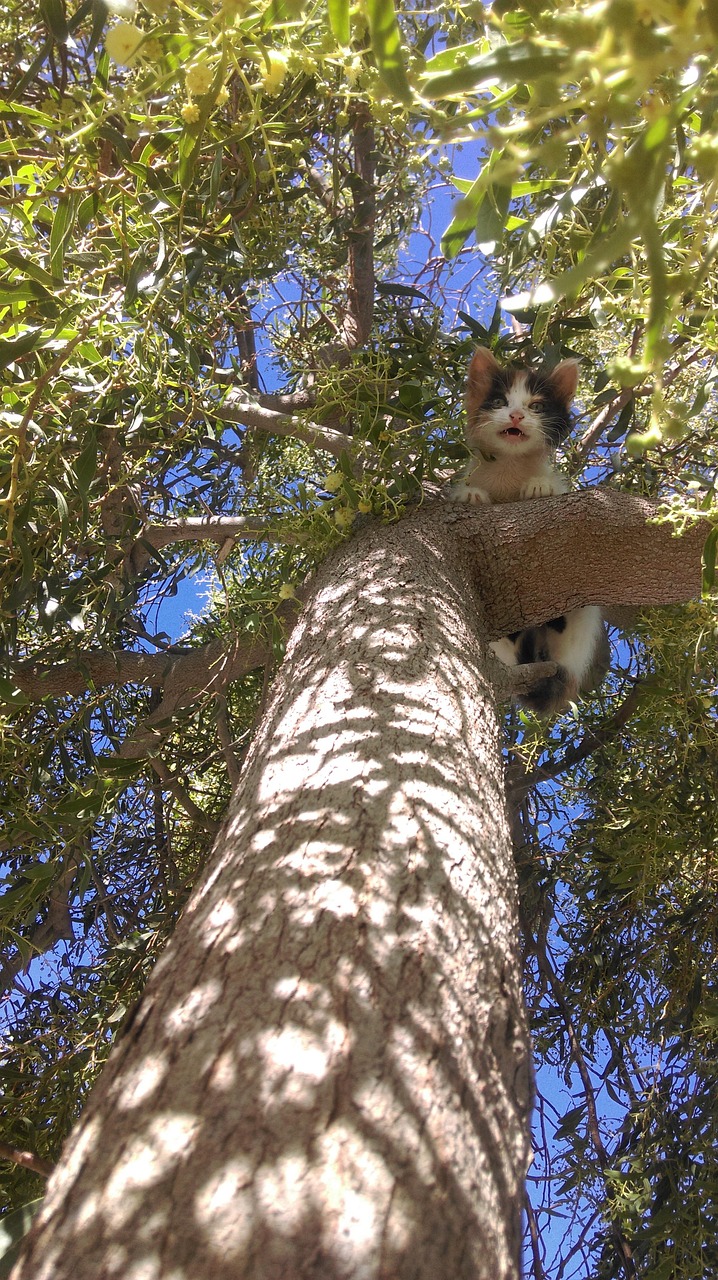 猫烫开水最新动态，宠物健康热议引发关注