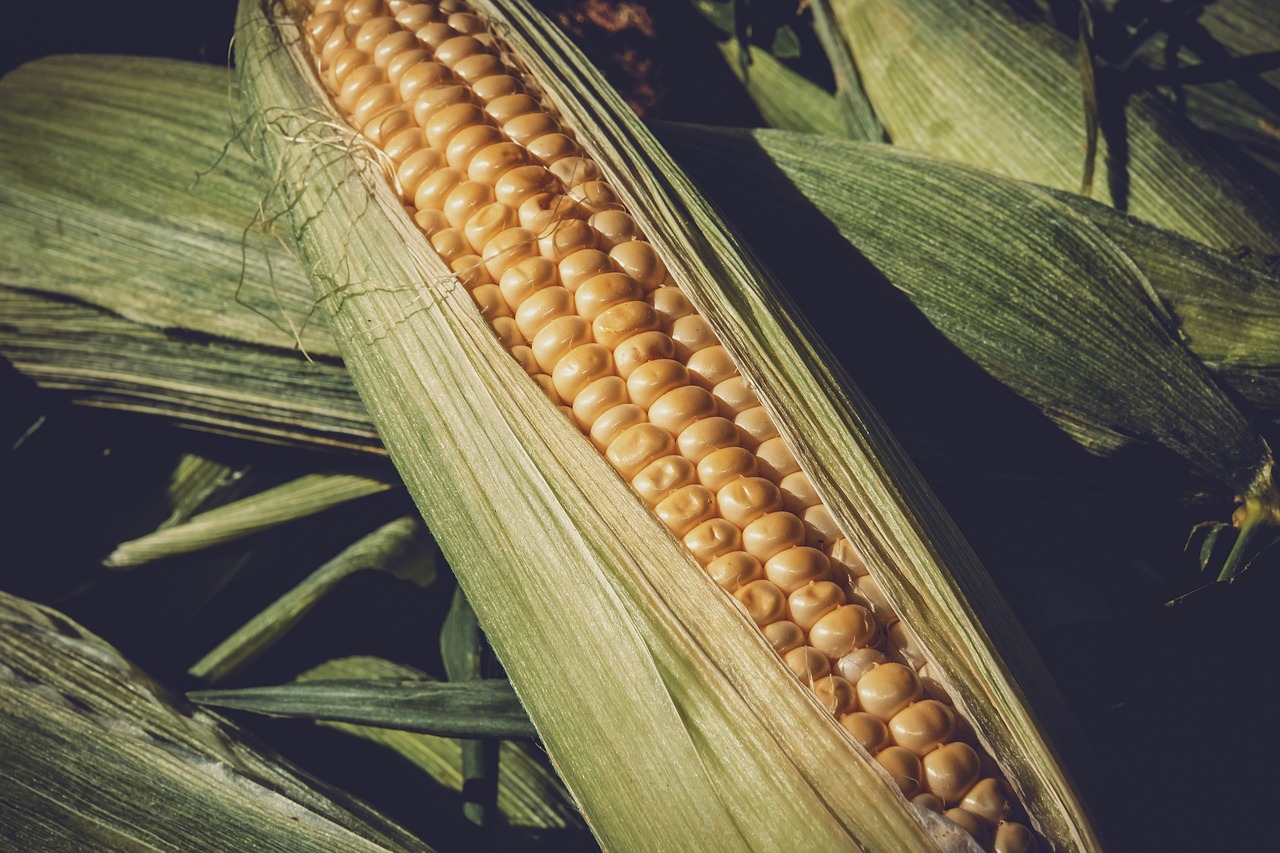 粮食玉米最新行情分析与价格概览