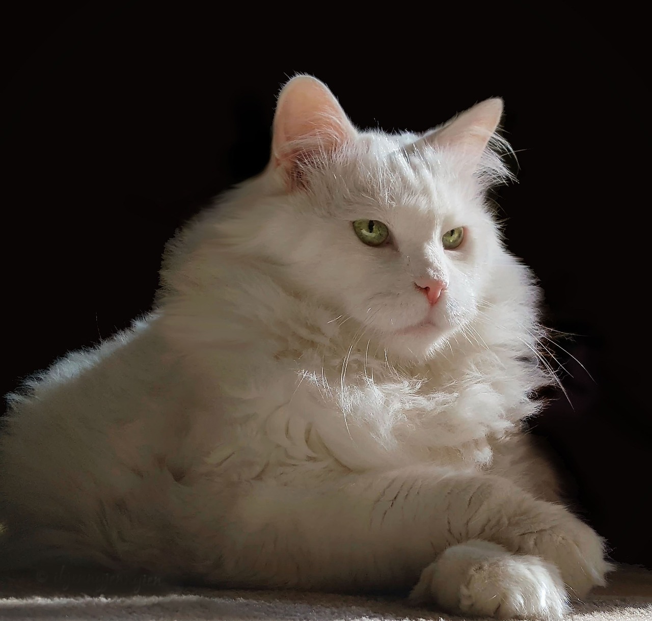 猫咪最新版破解版探索与赏析，全面体验游戏魅力，深度赏析游戏细节特色！